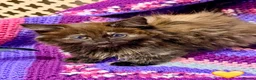 Mixed Breed cats for sale: 💖 MAINE COON X RAGDOLL *PARENTS HEALTH TESTED* 💖 - Advert 16