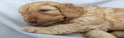 Cockapoo dogs for sale: Beautiful Cockapoo Puppies - Advert 10