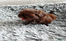 Shih Tzu dogs for sale: Imperial shi tzu babies  - Image 10