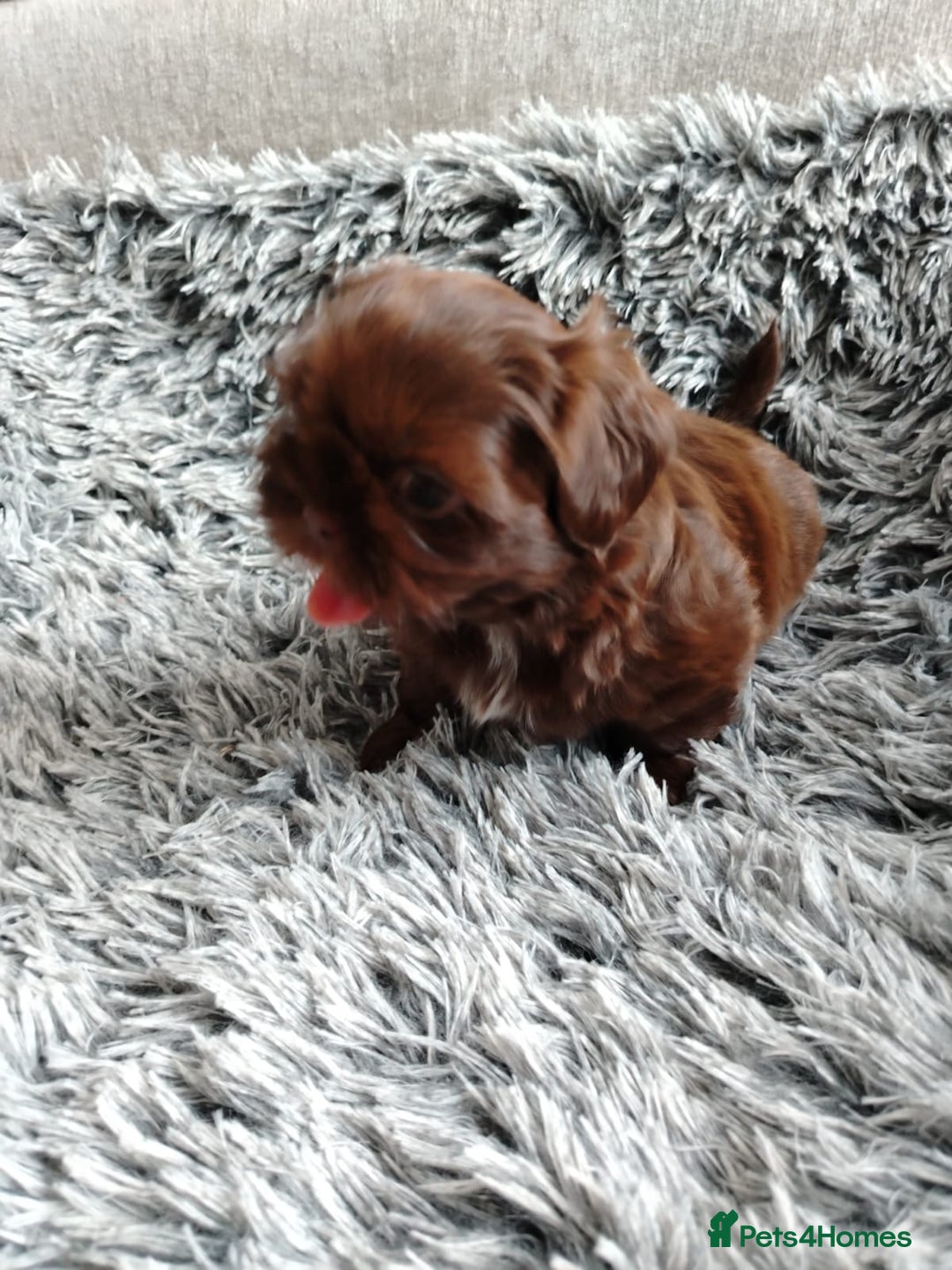 Shih Tzu dogs for sale: Imperial shi tzu babies  - Image 10