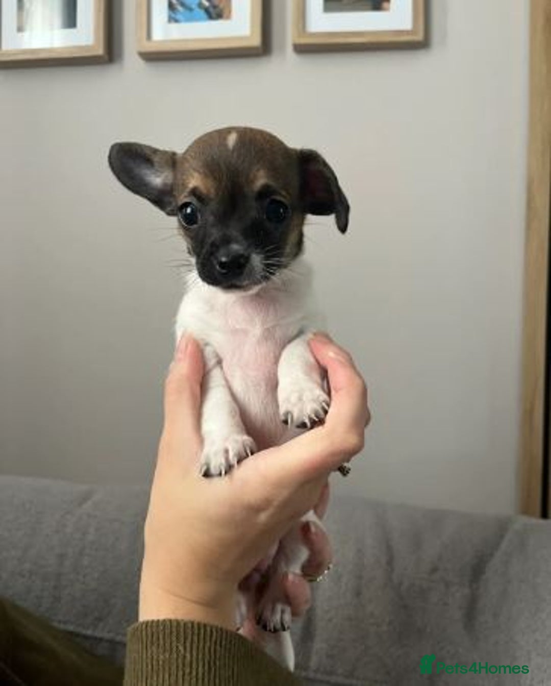 Chihuahua dogs for sale: Adorable Chihuahua Pups Looking for Loving Homes - Image 4