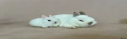 Netherland Dwarf rabbits for sale: 🐇 Netherland Dwarf Babies 🐇 - Advert 19