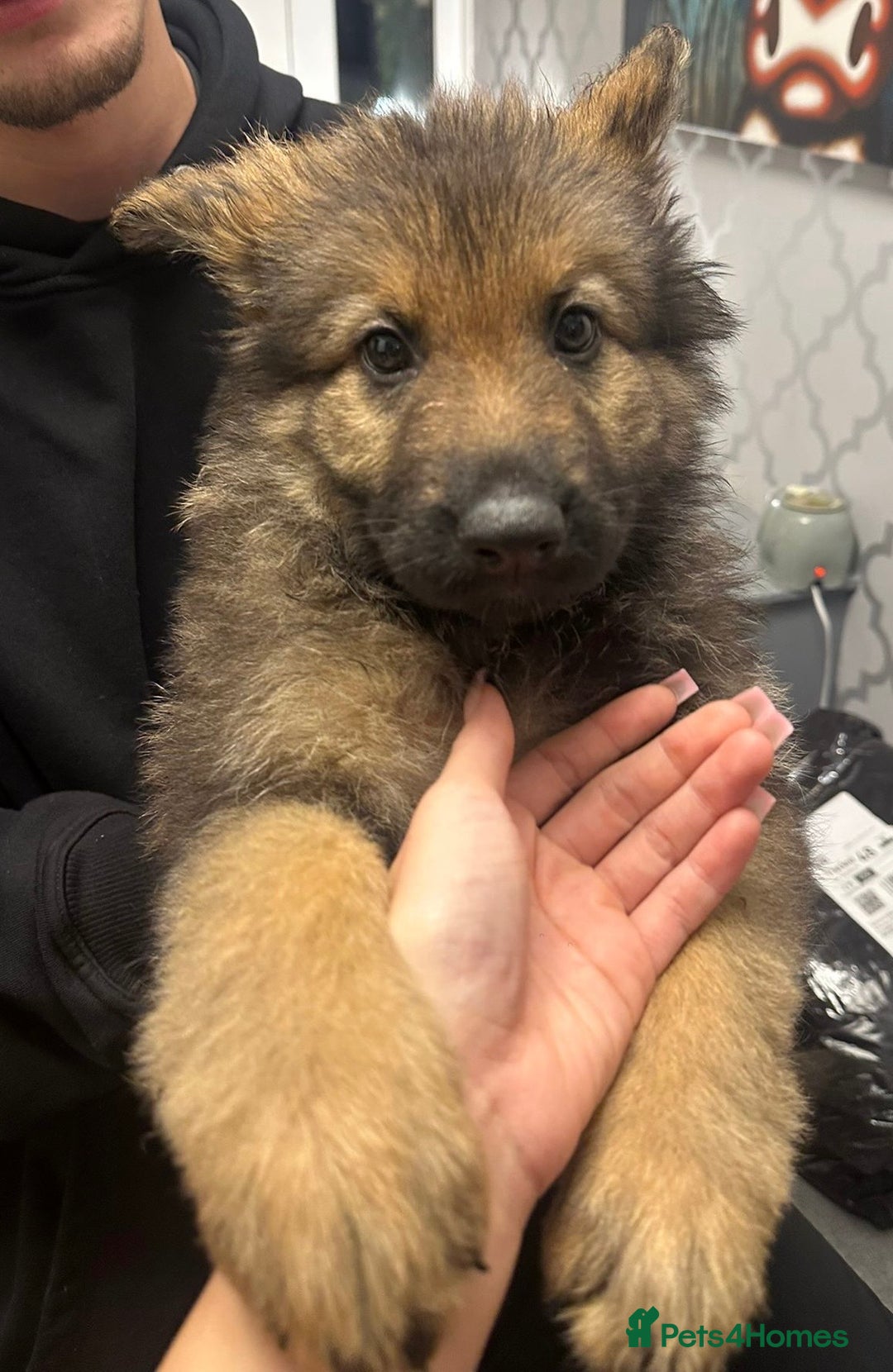 German Shepherd dogs for sale: Rockforce Long Haired German Shepherd Puppies - Advert 3