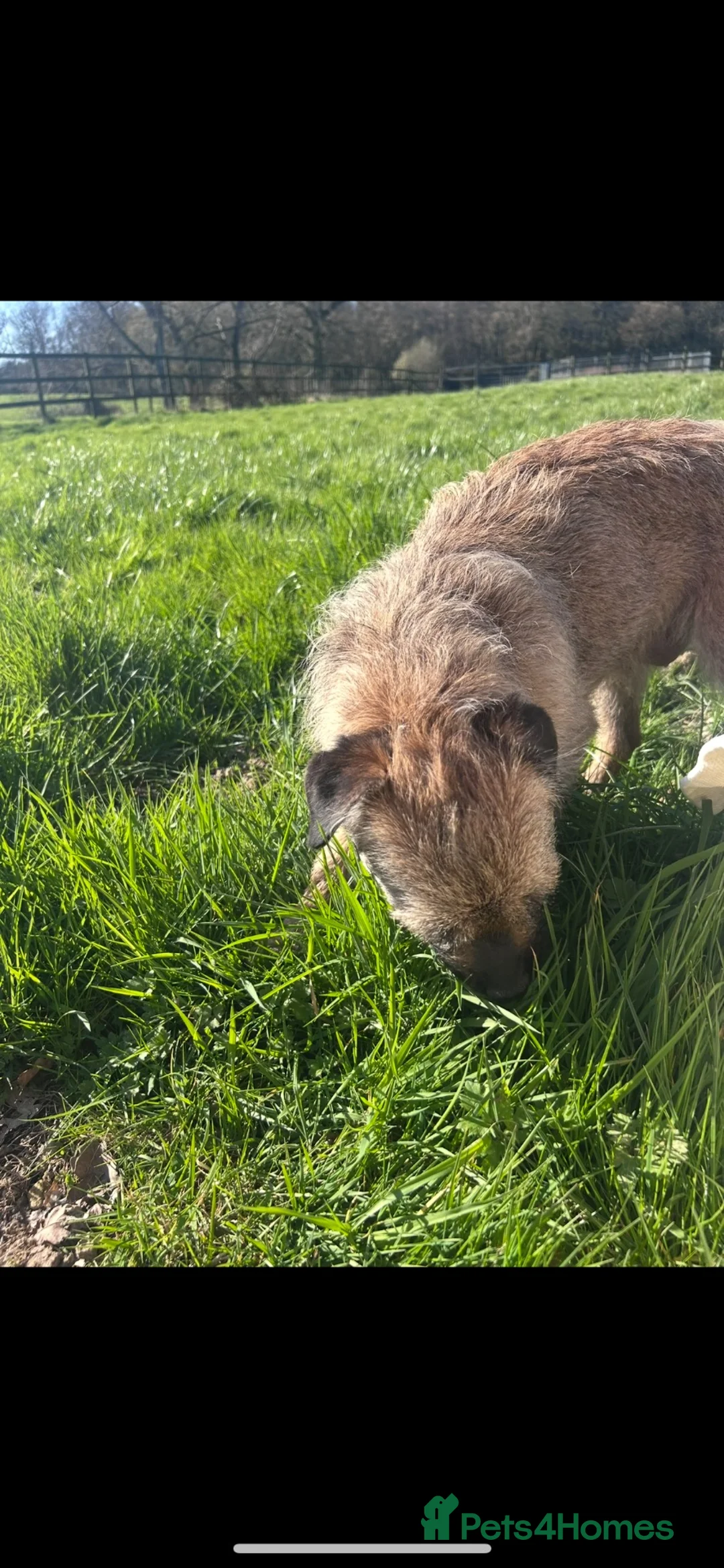 Border Terrier dogs for sale: Kc registered border terrier puppy’s  in Ashford - Advert 2