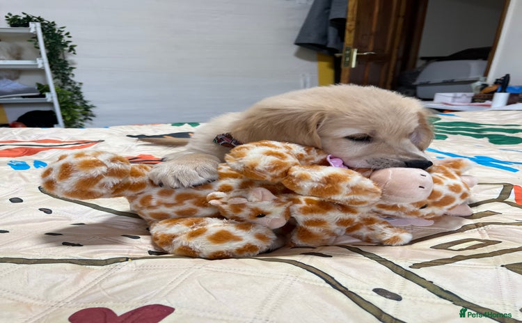 Golden Retriever dogs - Advert 1