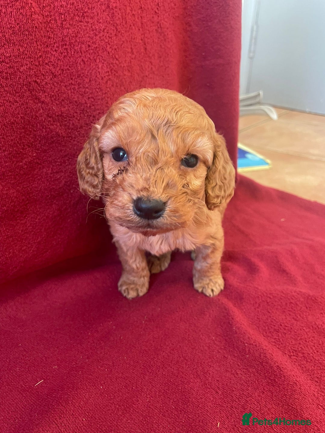 Cockapoo dogs for sale: F1 Cockapoo puppies  - Advert 6