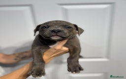 Staffordshire Bull Terrier dogs for sale: Blue Staffordshire bull terrier  - Image 13