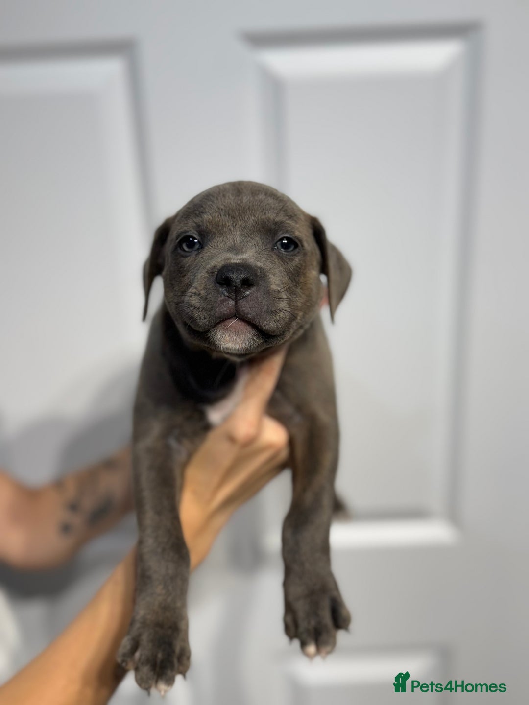 Staffordshire Bull Terrier dogs for sale: Blue Staffordshire bull terrier  - Image 13