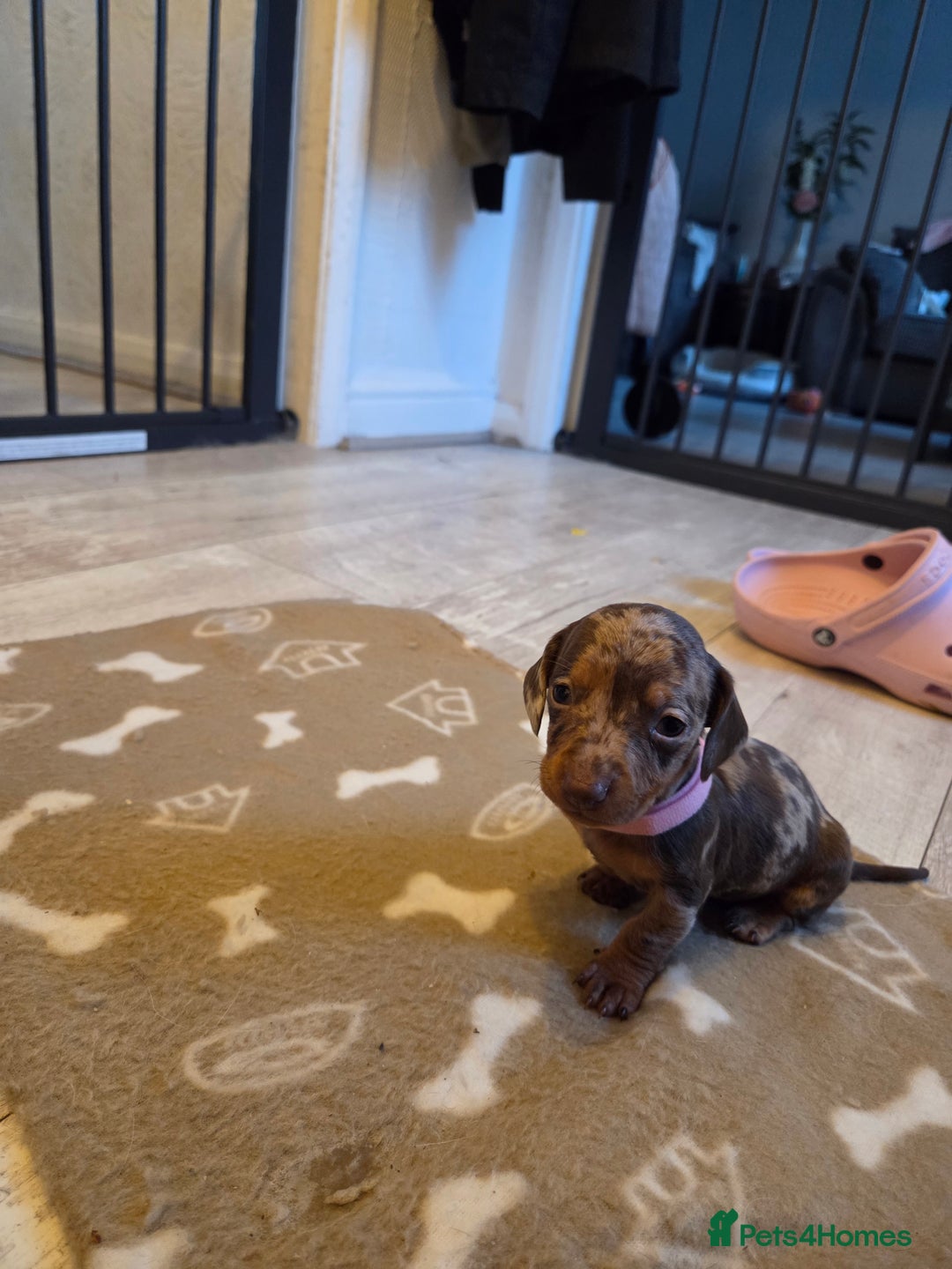 Miniature Dachshund dogs for sale: Ready to go 3/12/25 - stunning coloured Dachsunds - Image 13