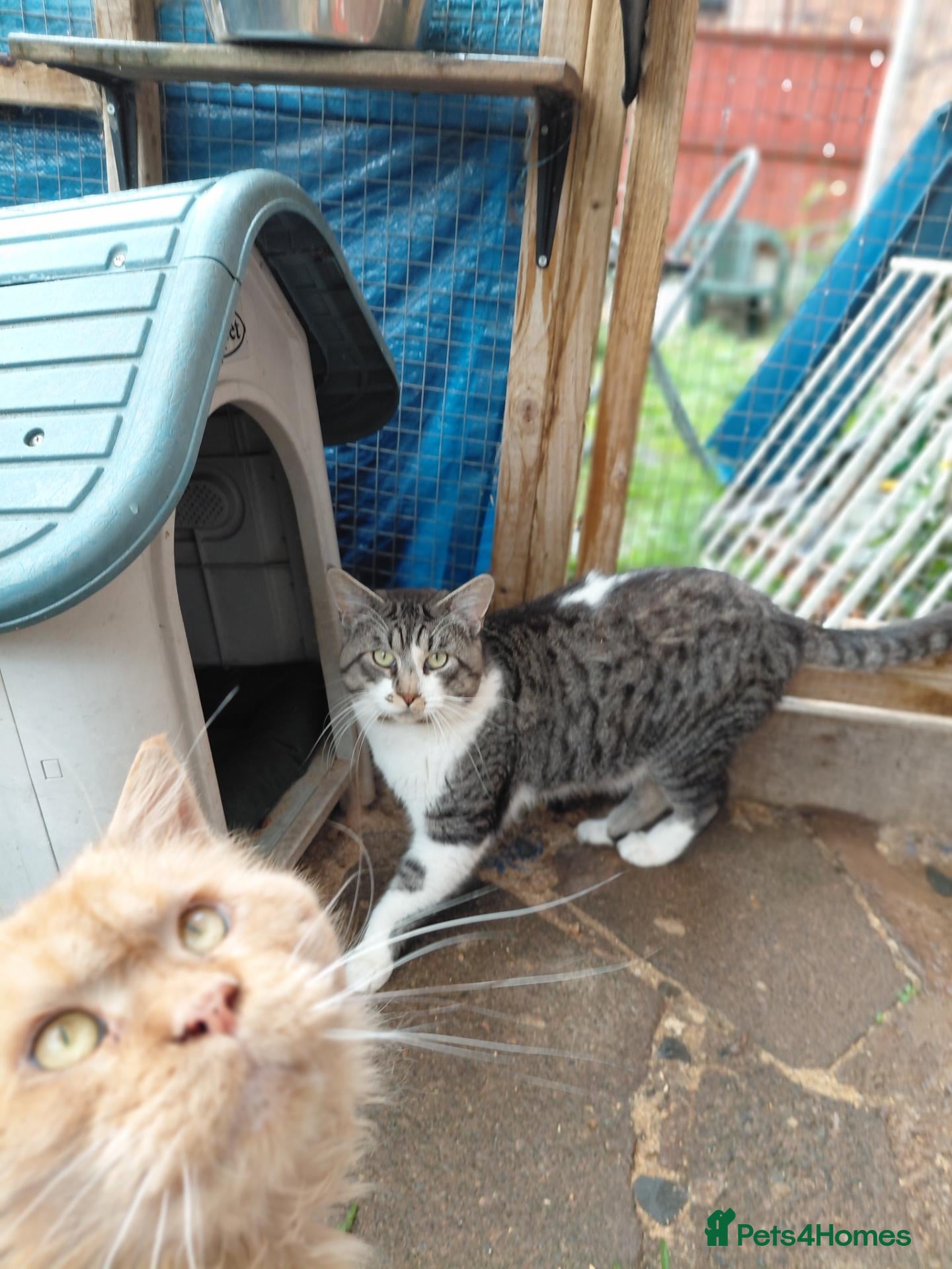 Maine Coon cats for sale: Maine coon - Advert 3
