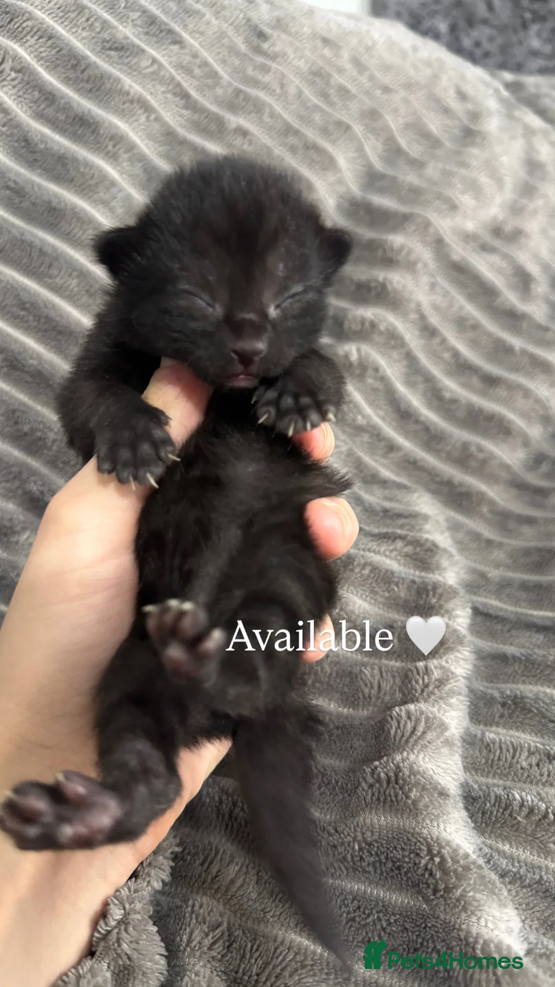 Mixed Breed cats for sale: TWO KITTENS LEFT!!! in Stoke-on-Trent - Advert 3