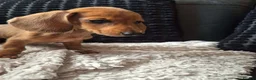 Dachshund dogs for sale: READY NOW- 1 boy left!Kc mini dachshund fully Vac - Advert 6