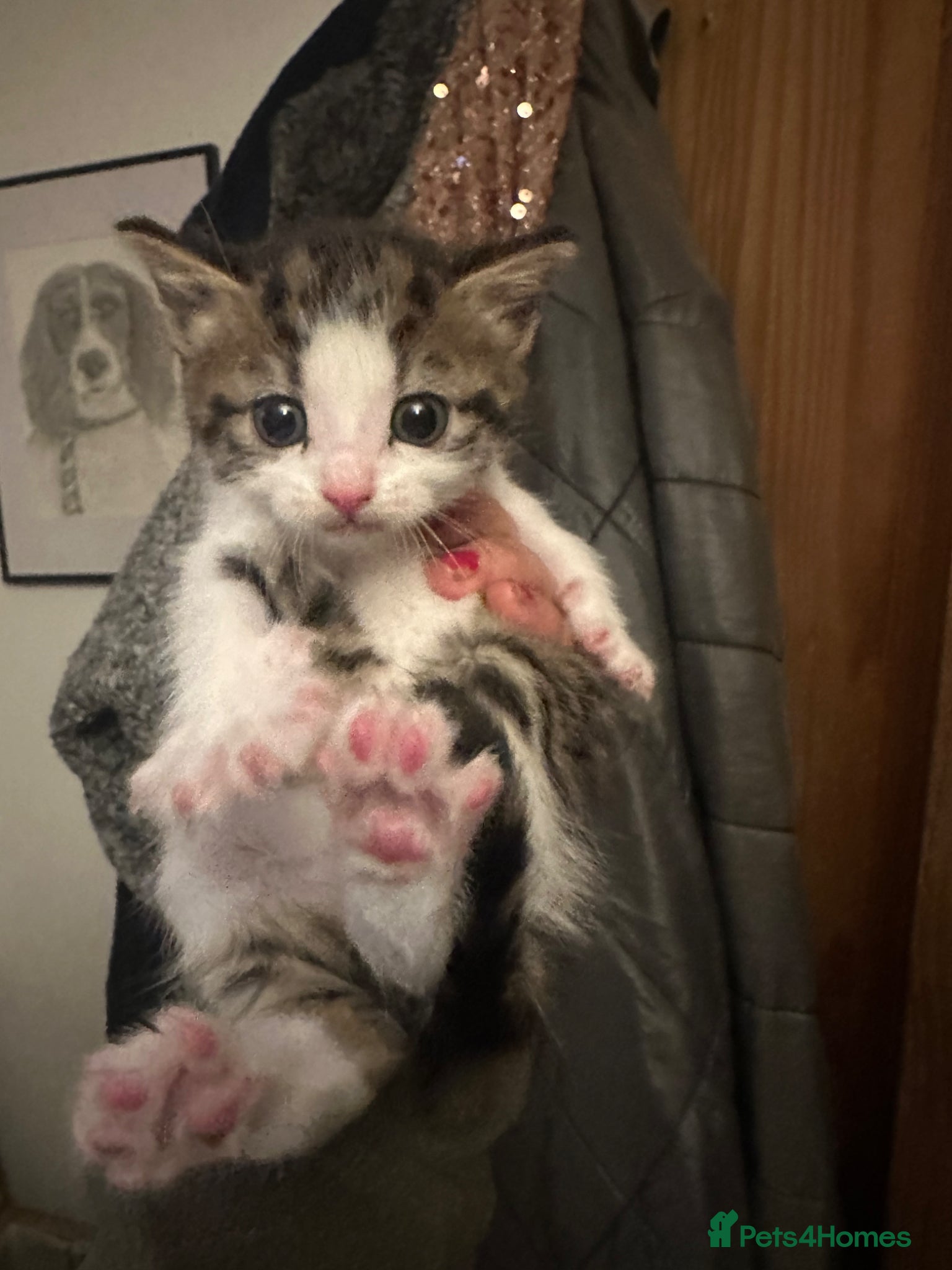 Mixed Breed cats Beautiful kittens ready to go - Advert 16