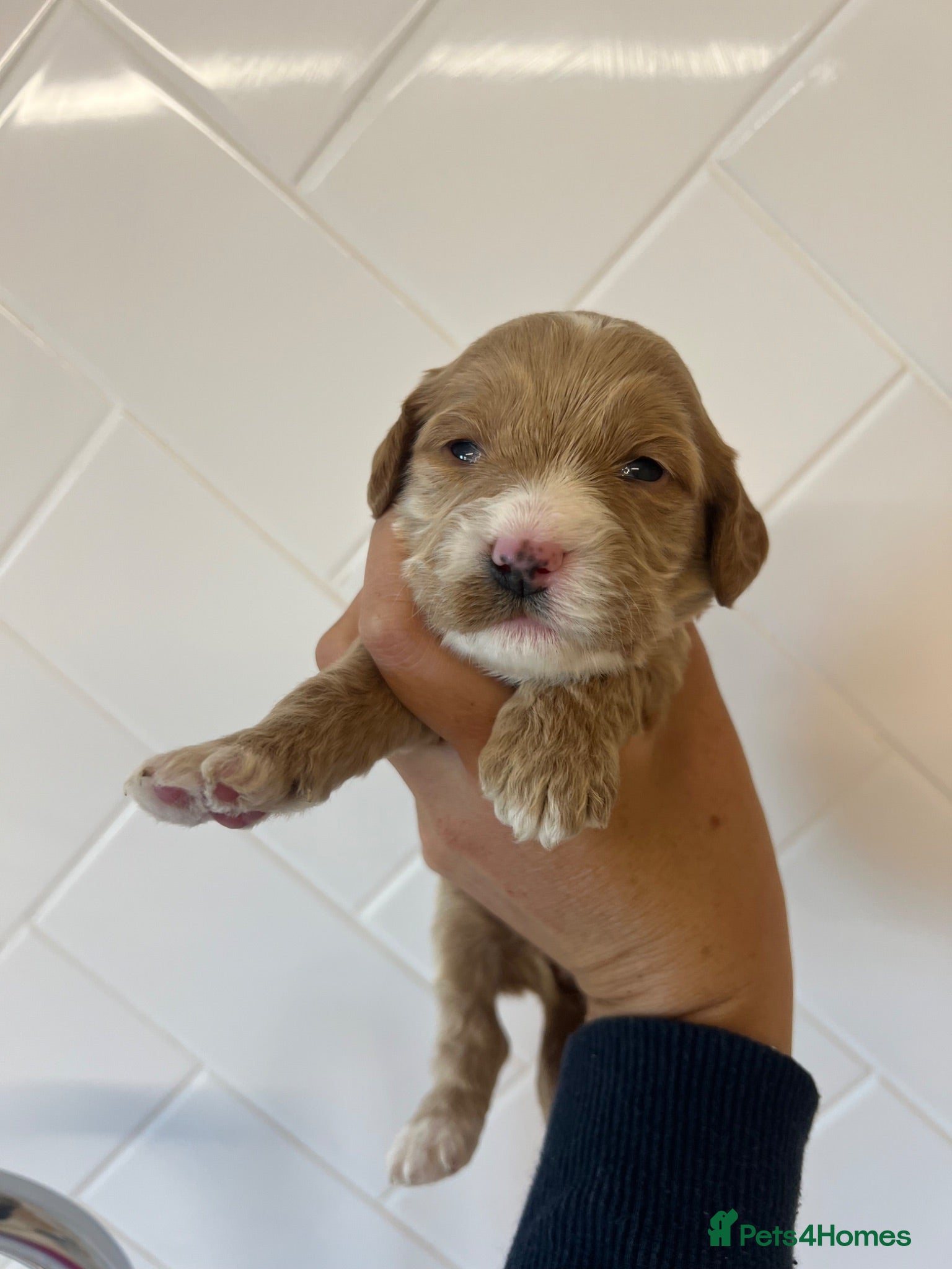Cockapoo dogs *** Stunning F1 Homebred Cockapoo Babies*** - Advert 1