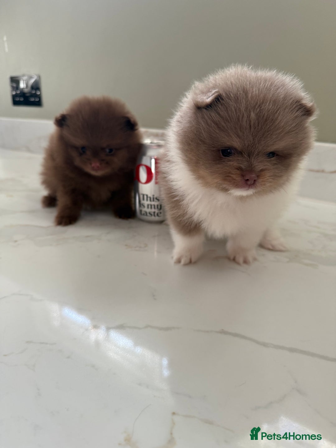 Pomeranian dogs for sale: Ready in 3 weeks! Two Beautiful teddy bear faces🐻 - Advert 1