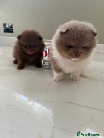 Pomeranian dogs Ready in 3 weeks! Two Beautiful teddy bear faced🐻 - Advert 1