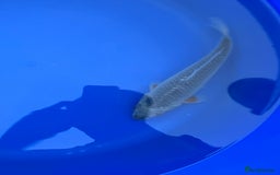 Koi Carp fish for sale: Asagi koi carp  - Image 6