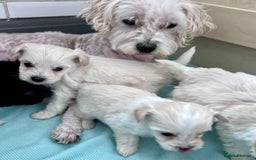 Poochon dogs for sale: Bichon and poodle mini  - Advert 10