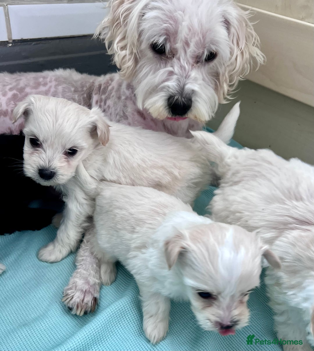 Poochon dogs for sale: Bichon and poodle mini  - Advert 10