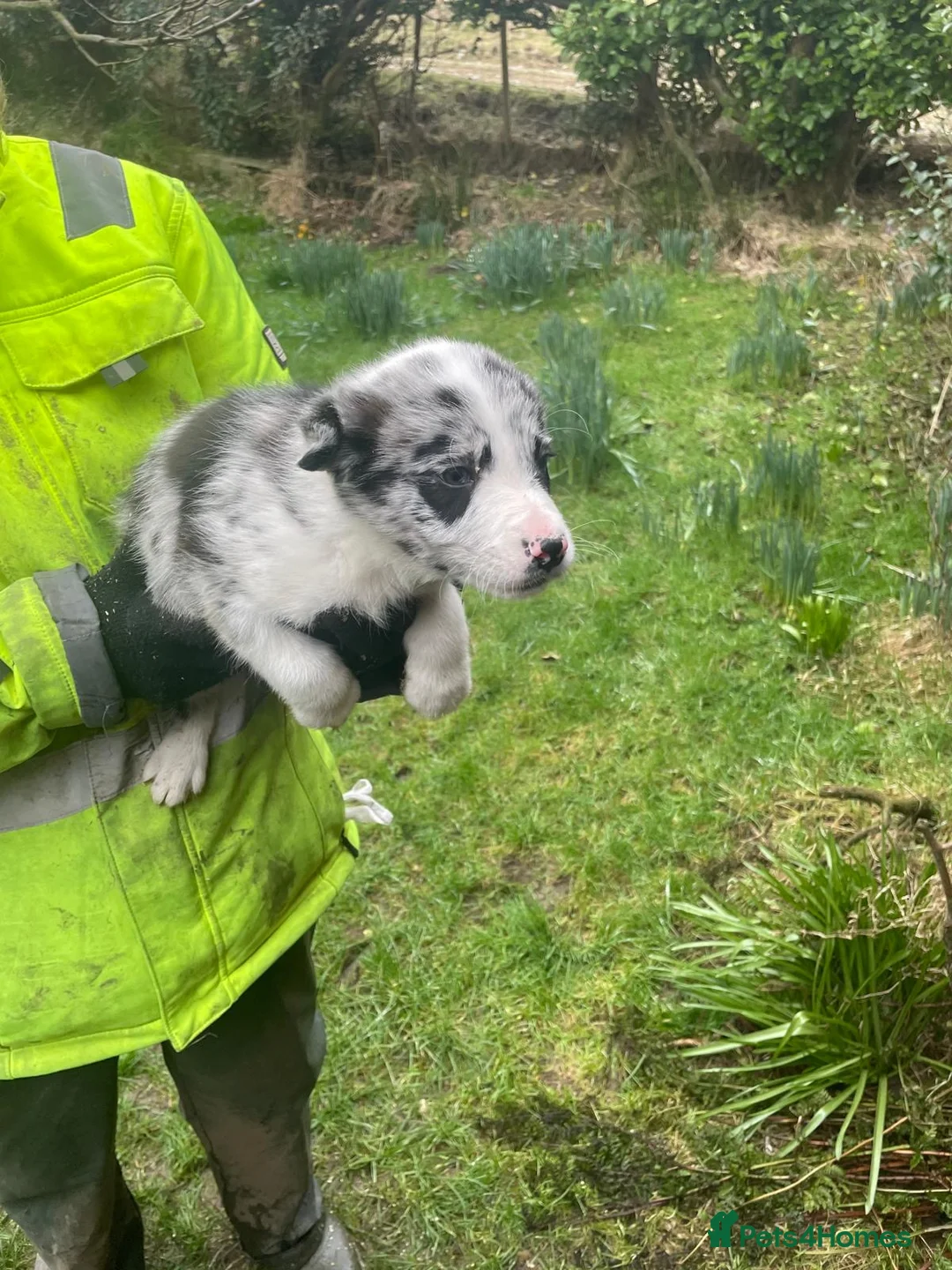 Border Collie dogs for sale: Sweet collie puppy’s  - Advert 6