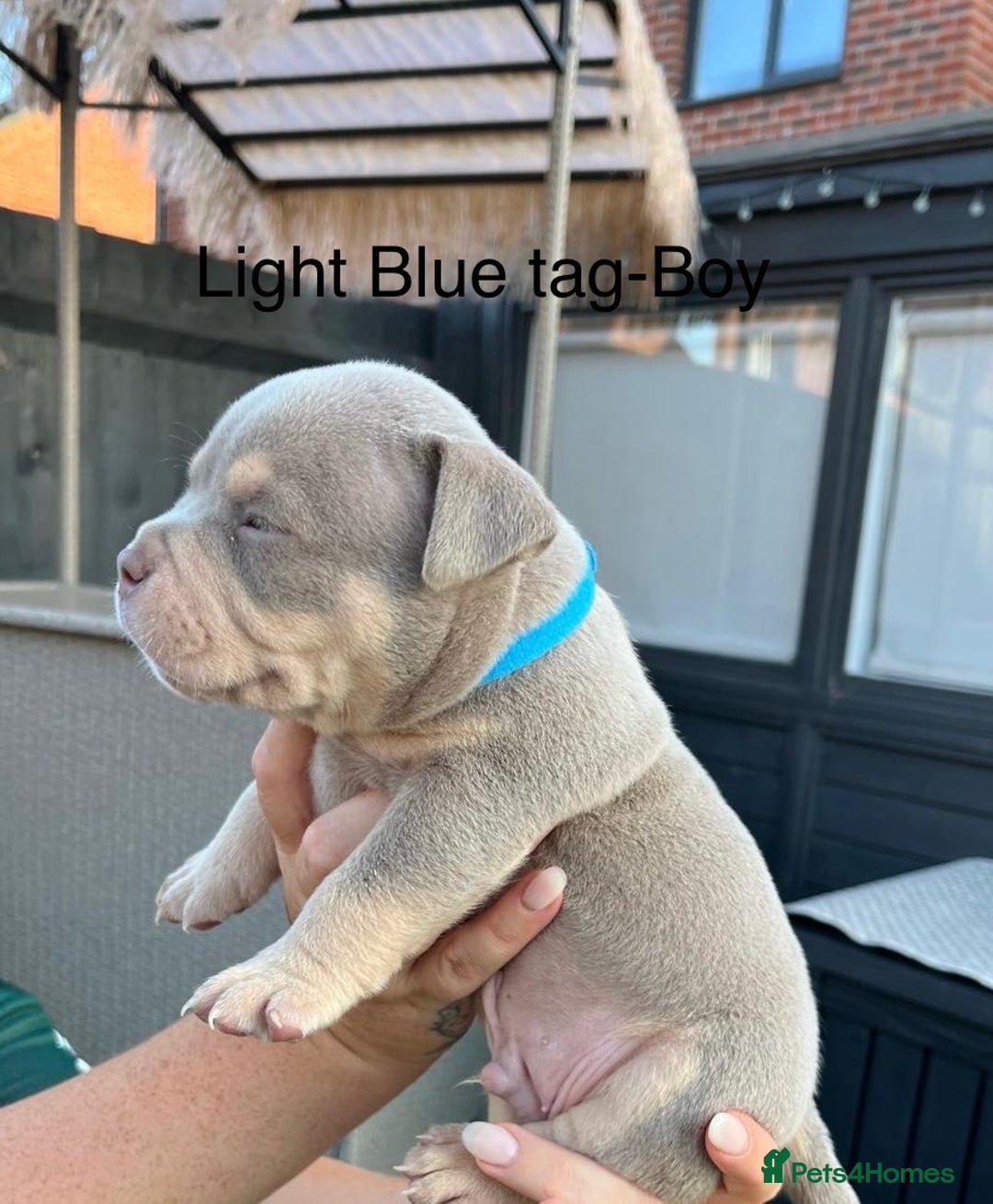American Bully dogs for sale: Stunning pocket bully litter fully registered  - Image 7