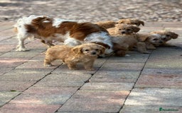 Cavapoo dogs for sale: Apricot Cavapoos - Image 18