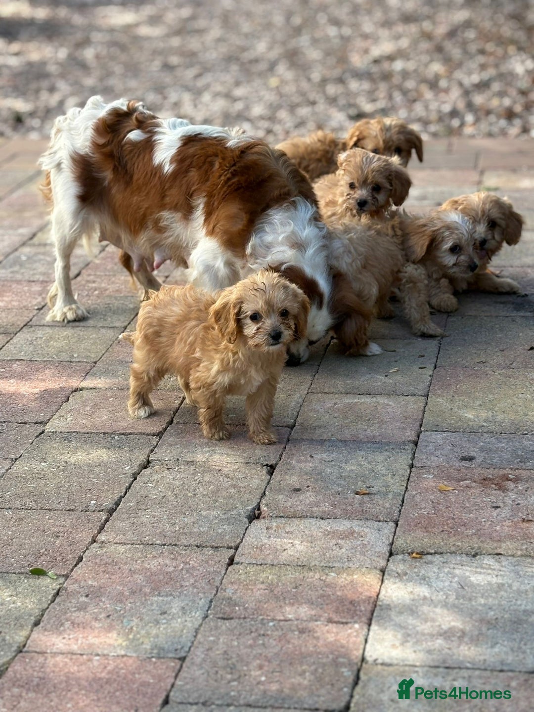 Cavapoo dogs for sale: Apricot Cavapoos - Image 18