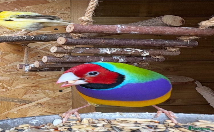 Finches birds - Advert 1