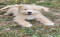 Mixed Breed dogs for sale: German Shepherd x Standard Poodle *Health tested* in Boston - Image 7