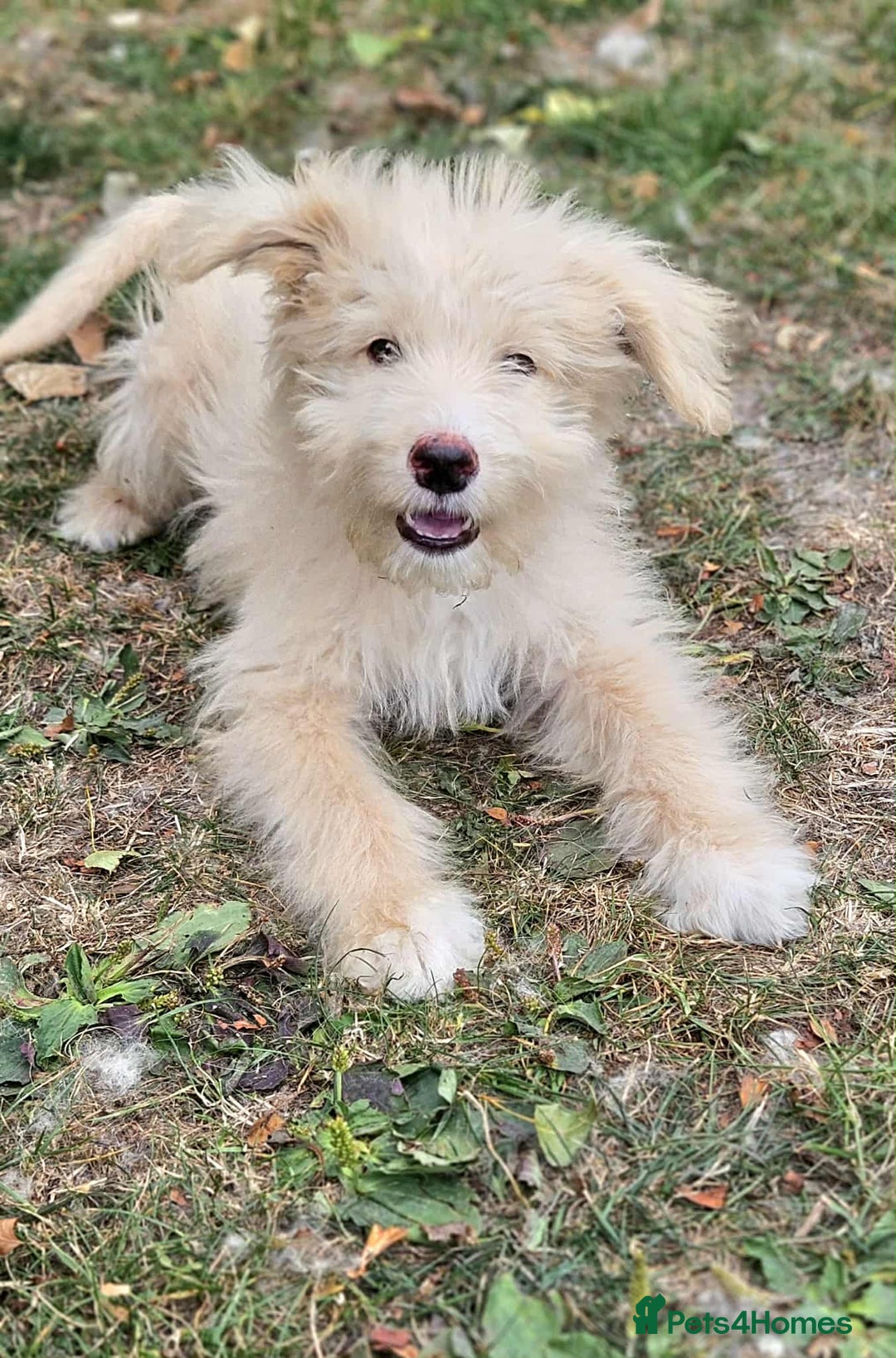 Mixed Breed dogs for sale: German Shepherd x Standard Poodle *Health tested* in Boston - Image 7