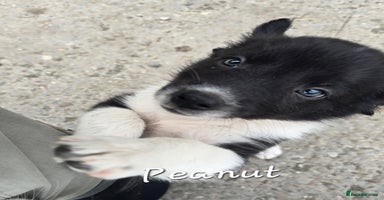 Border Collie dogs - Advert 4