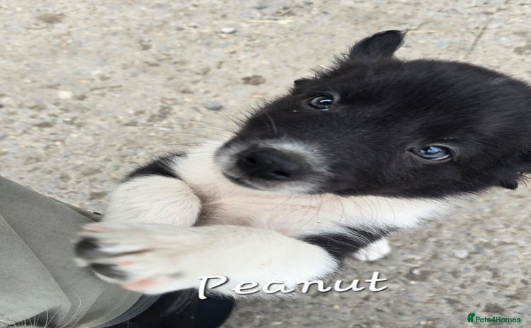 Border Collie dogs - Advert 7