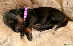 Dobermann dogs for sale: KC REGISTERED HEALTH TESTED DOBERMAN PUPS - Image 17