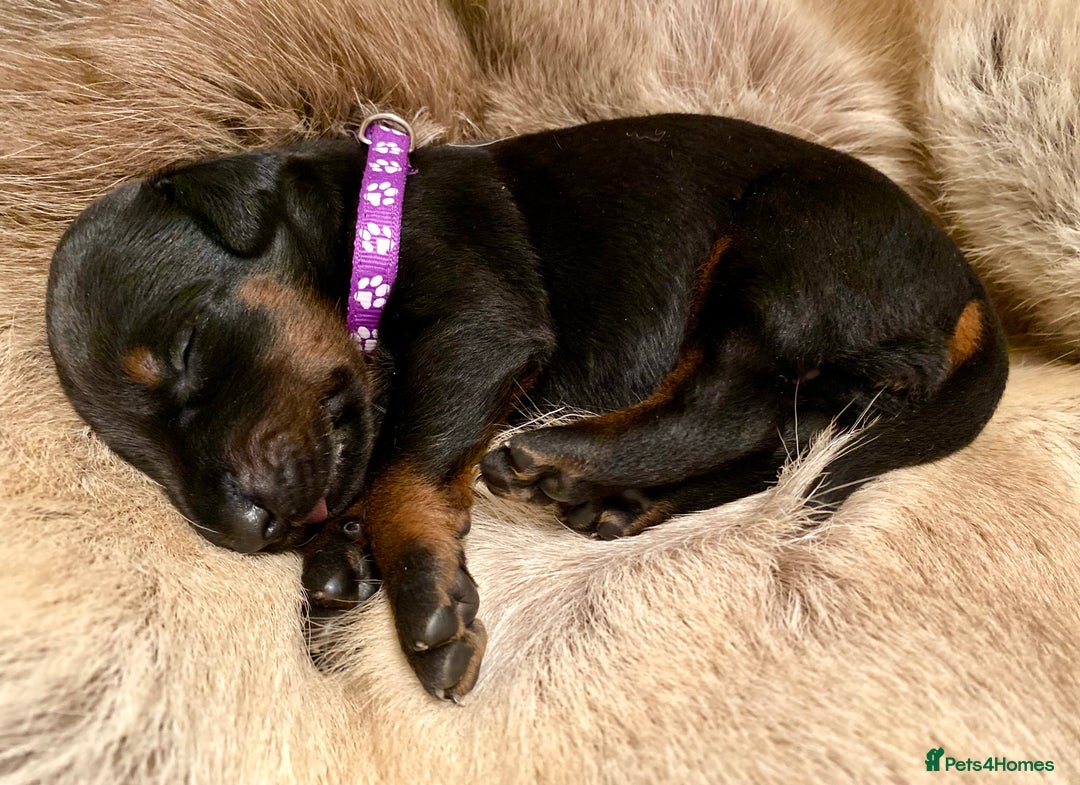 Dobermann dogs for sale: KC REGISTERED HEALTH TESTED DOBERMAN PUPS - Image 17