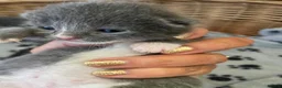 Mixed Breed cats for sale: Russian blue/British short hair  - Advert 24