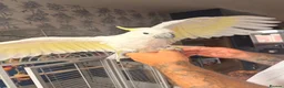 Cockatoo birds for sale: Greater sulphur Crescent cockatoo in Harlow - Advert 2