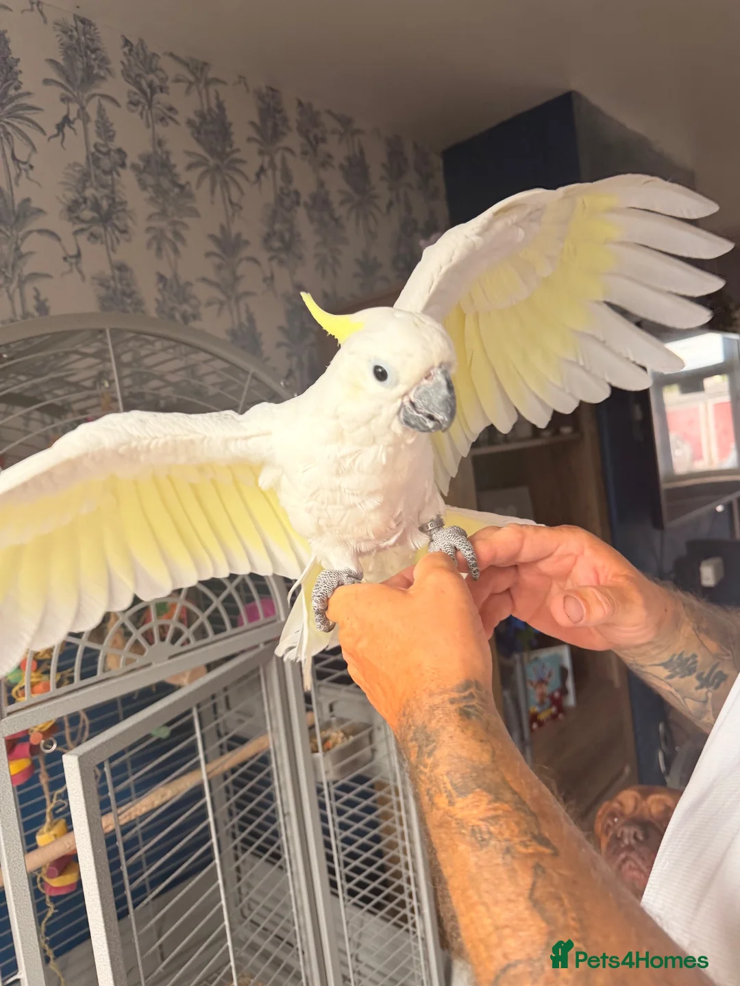 Cockatoo birds for sale: Greater sulphur Crescent cockatoo in Harlow - Advert 2