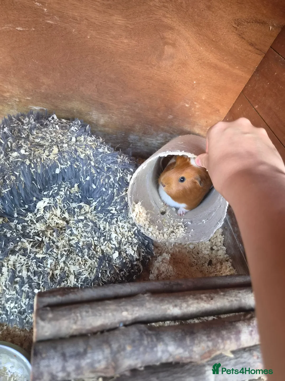 Guinea Pig rodents for sale: Guinea pigs with cage etc in Royston - Advert 1