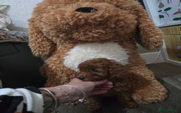 Toy Poodle dogs for sale: Kc reg deep red toy poodle council licensed  - Image 14