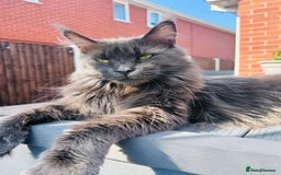 Maine Coon cats for sale: Grey Main Coon Female - Image 1