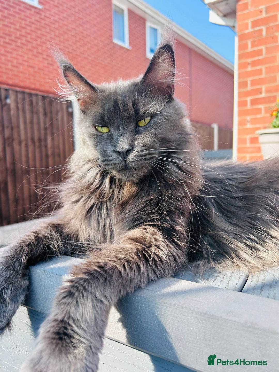 Maine Coon cats for sale: Grey Main Coon Female - Image 1