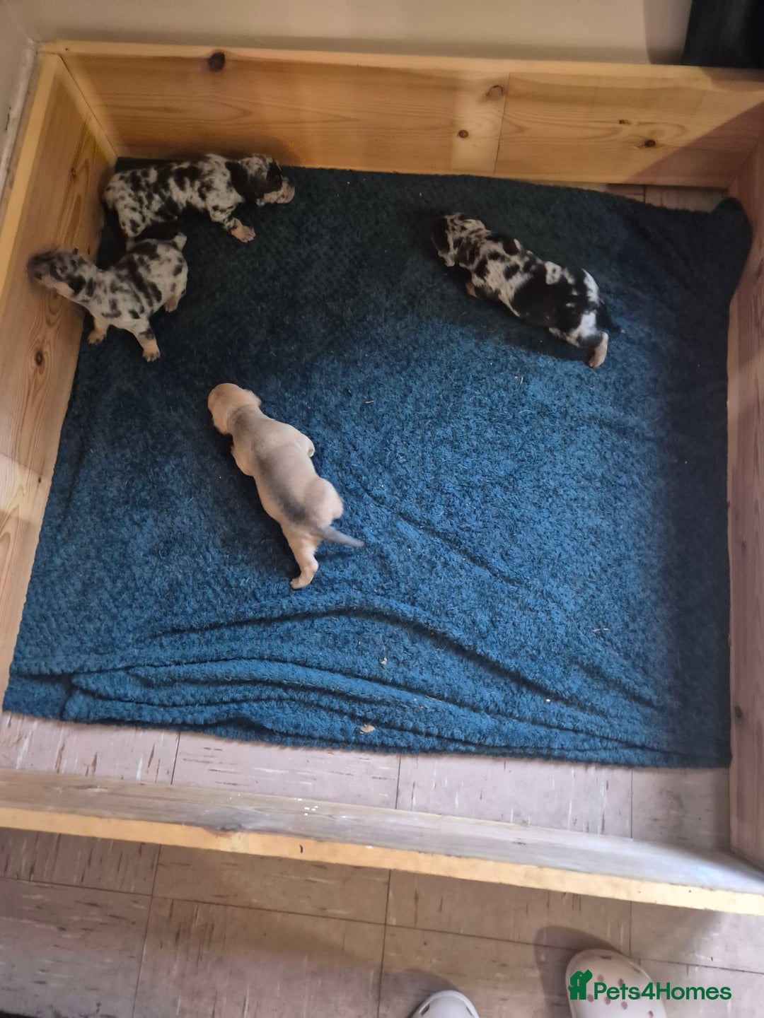 Mixed Breed dogs for sale: Dapple dachs cross frenchie - Advert 6
