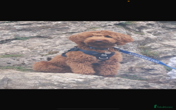 Goldendoodle dogs for sale: Stunning red goldendoodles - Advert 8
