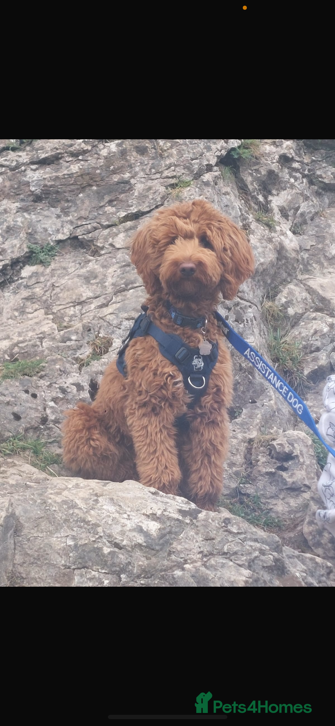 Goldendoodle dogs for sale: Stunning red goldendoodles - Advert 8