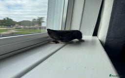 Mixed Breed cats for sale: Mixed kittens for sale - Image 34