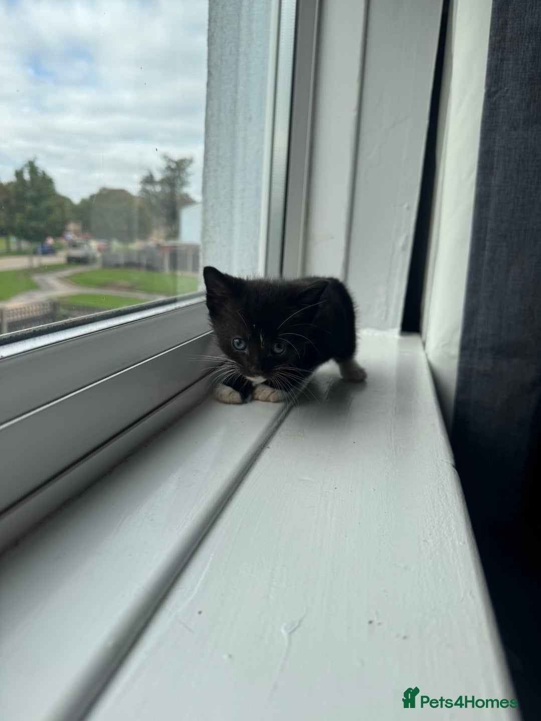 Mixed Breed cats for sale: Mixed kittens for sale - Image 34