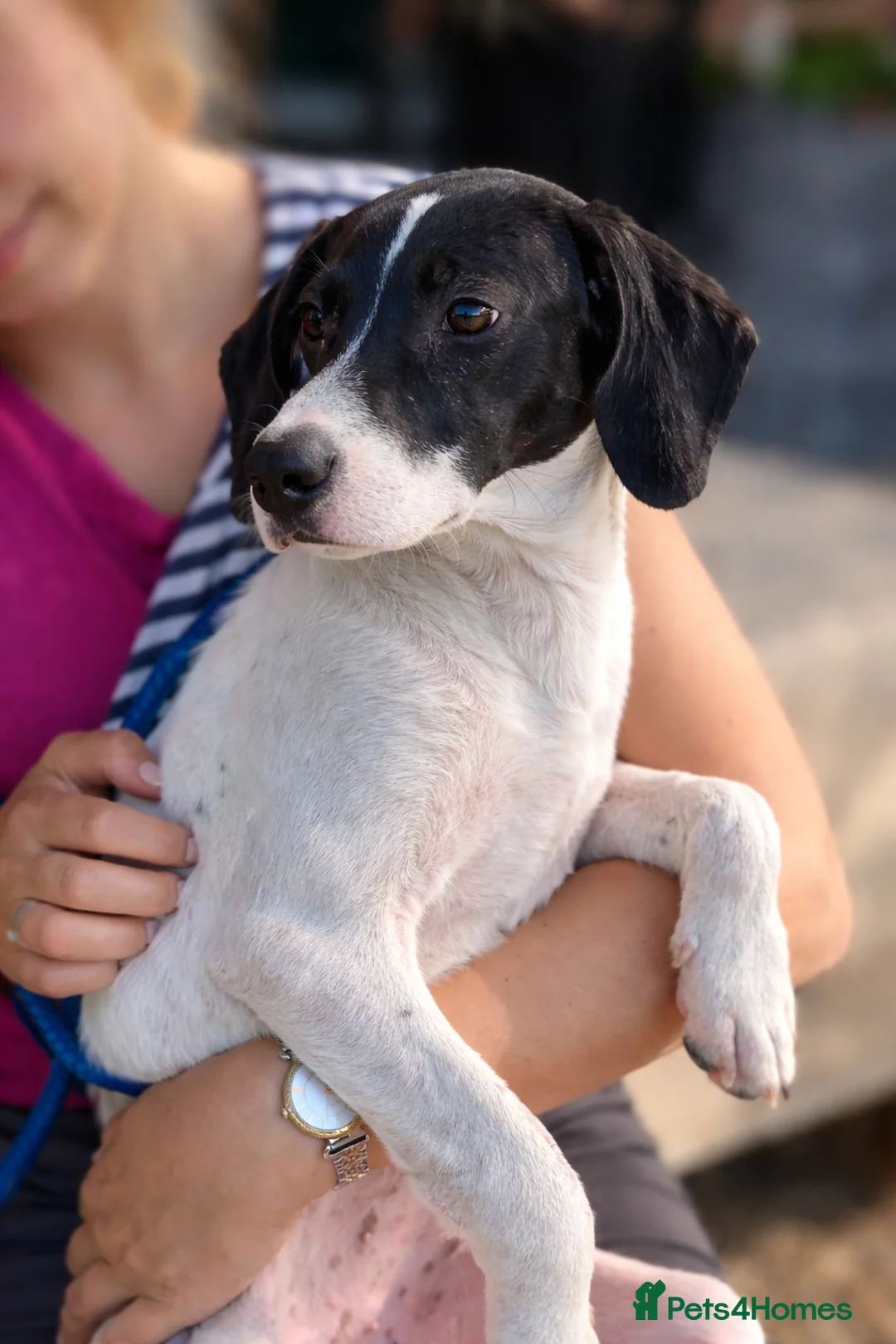 Pointer dogs for adoption: Oliver.From Broken to Brave.Ready for Forever Home - Advert 11