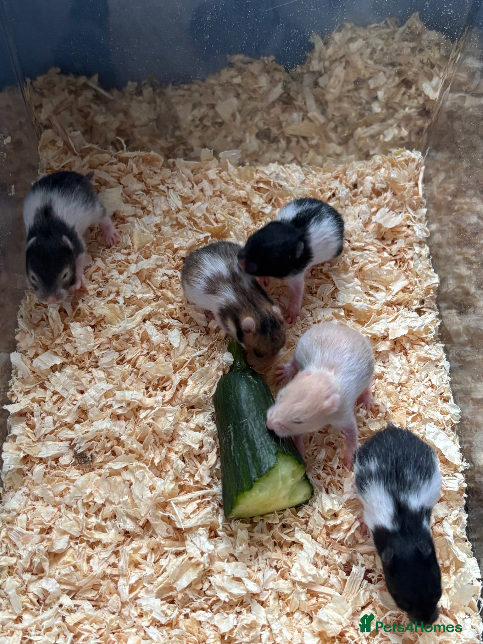 Hamster rodents Syrian Hamster Babies - Advert 10