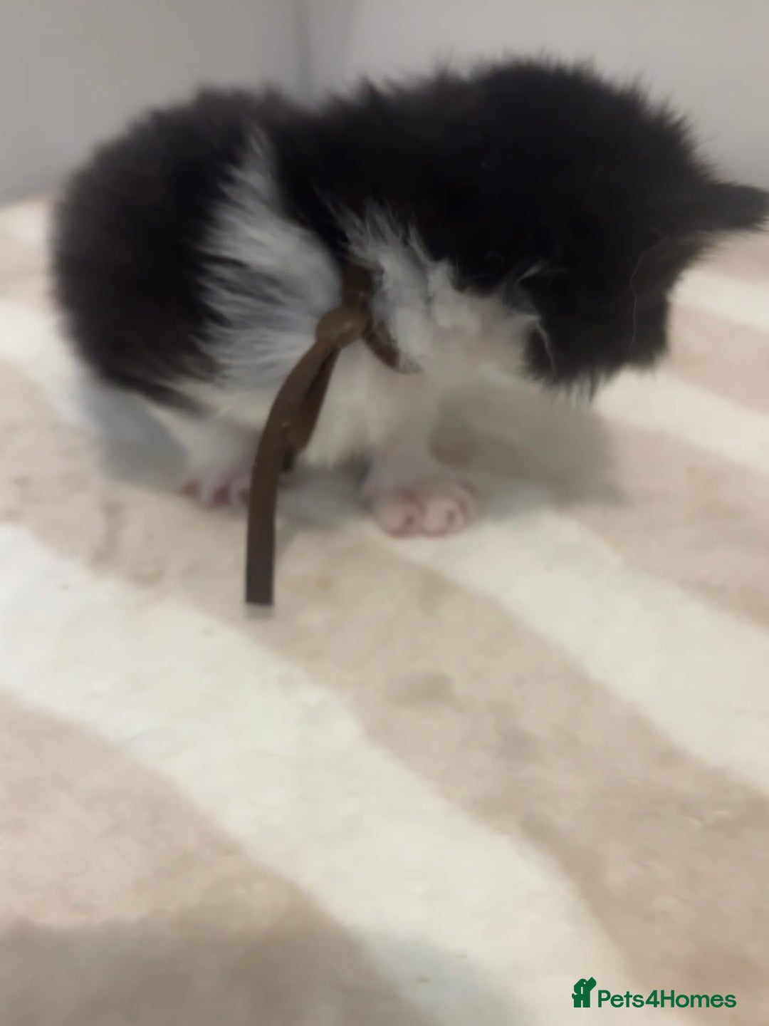 British Shorthair cats for sale: X2 female British shorthaired cross kittens - Image 8
