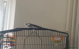 Cockatiels birds for sale: Cockatiel male - Image 1